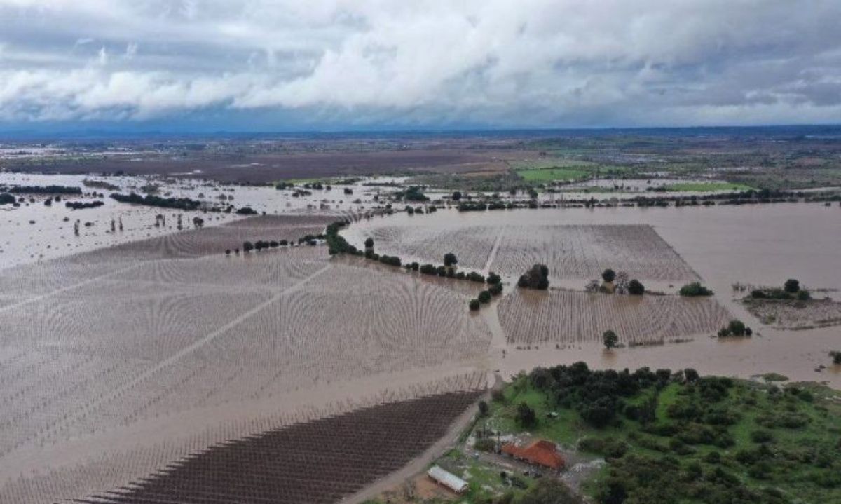 Efectos del temporal en el Agro: Expertos de INIA Rayentué entregan recomendaciones