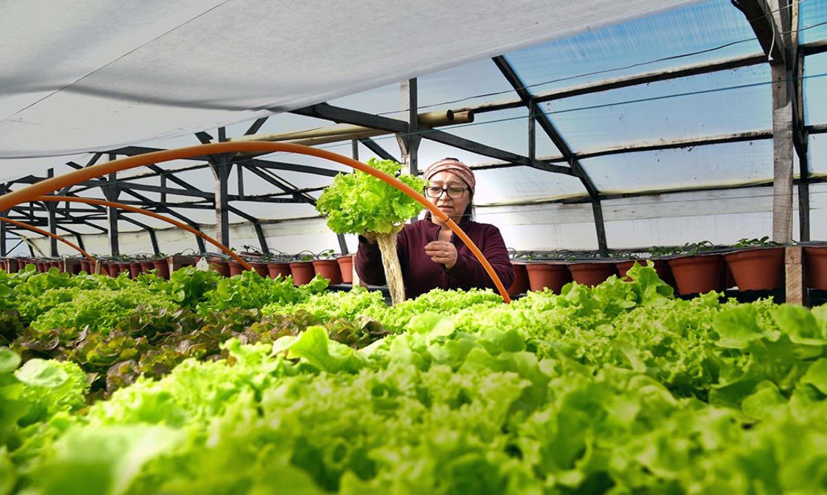 Cultivos hidropónicos revolucionan la agricultura en Magallanes