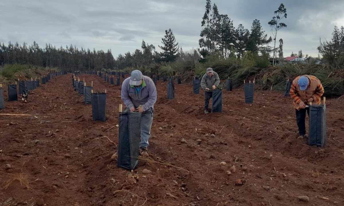 Realizan capacitación sobre sistemas silviculturales ecológicos para plantaciones de coihue y raulí