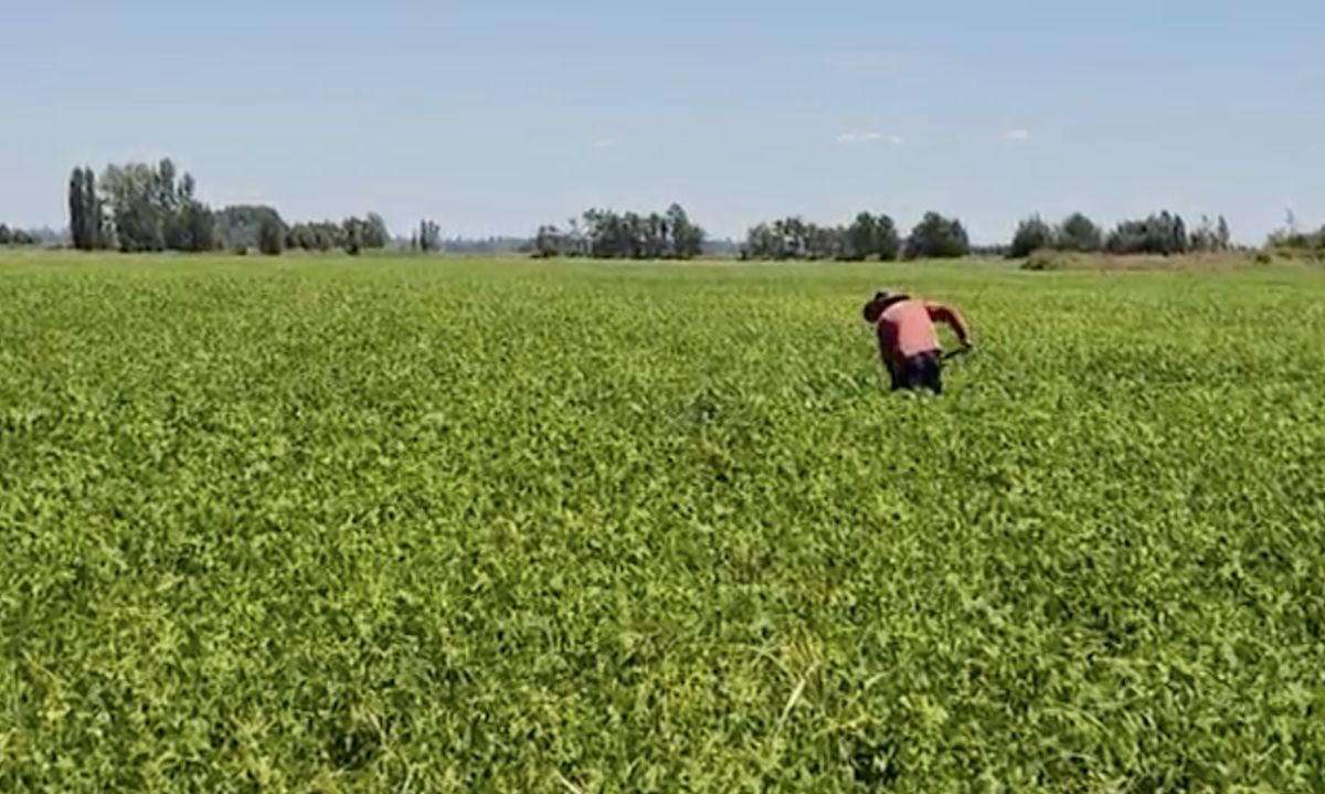 Avances en la Estrategia Nacional de Soberanía para la Seguridad Alimentaria