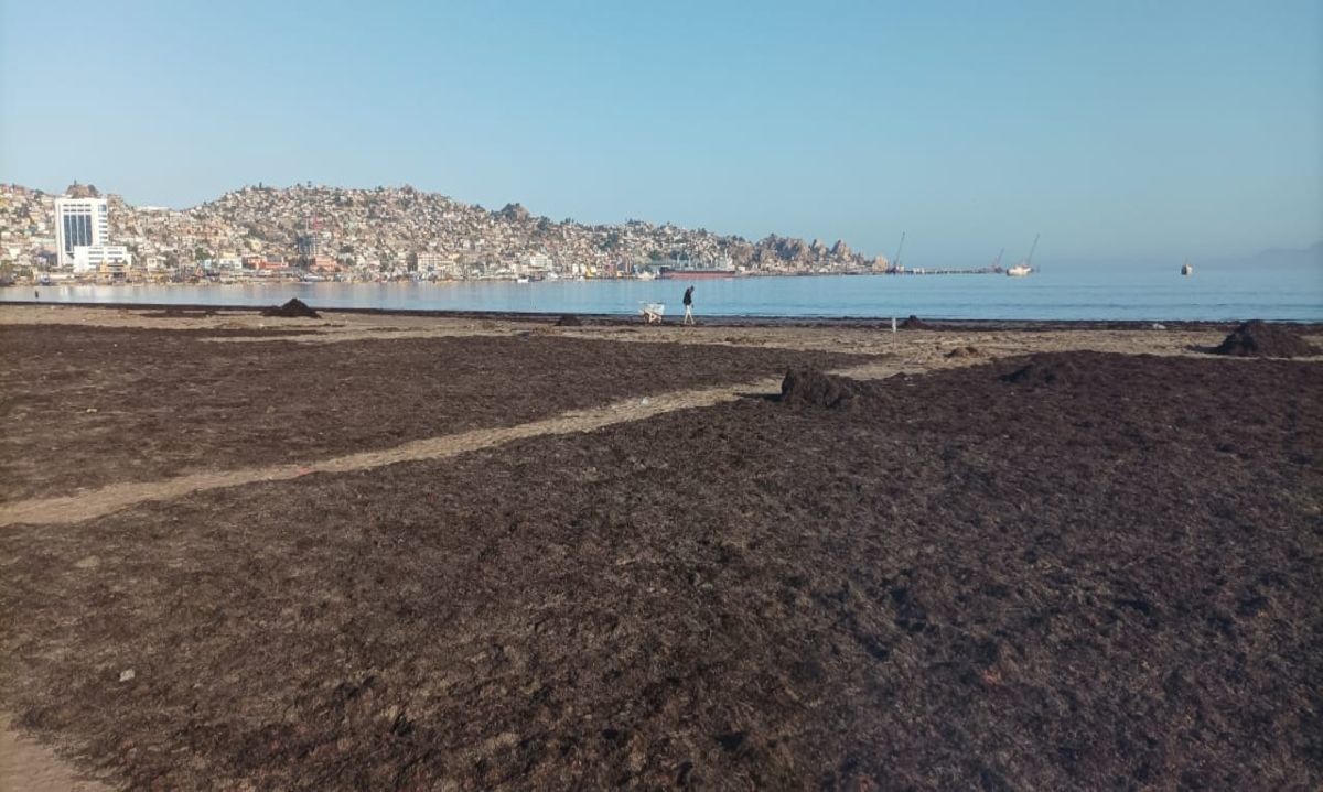 Científicos de Antofagasta y Coquimbo estudian residuos de algas como mejoradores de cultivos en zonas áridas