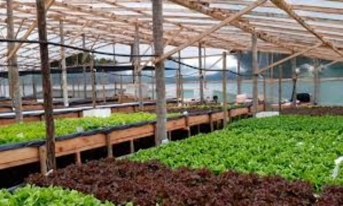 Cultivos hidropónicos revolucionan agricultura magallánica