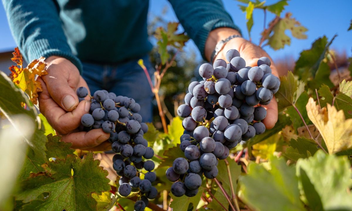 Feria vinos, patrimonio y campo: Premiadas viñas campesinas y sus
cepas con historia llegan a la Plaza Ñuñoa