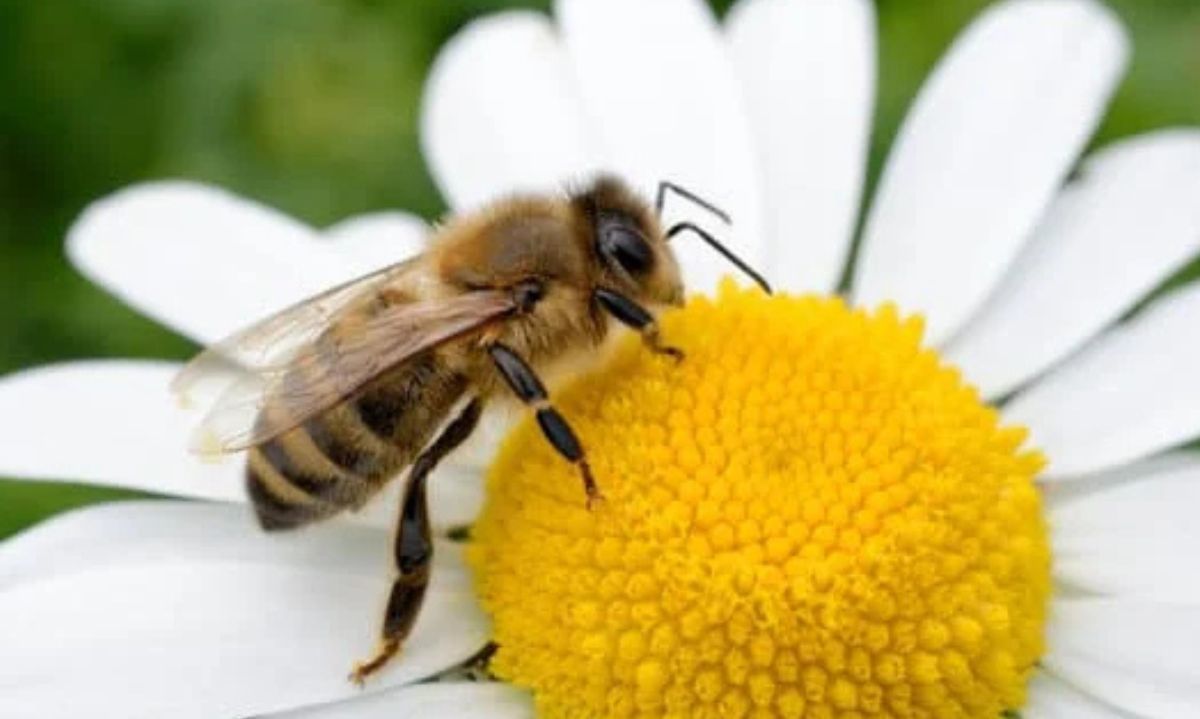 Intensificación ecológica: aumento de productividad sostenible