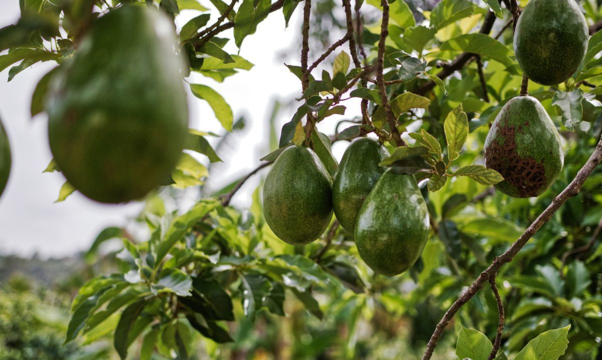 Global Avocado Summit 2024: regresa el Día de la Palta con enfoque en sustentabilidad