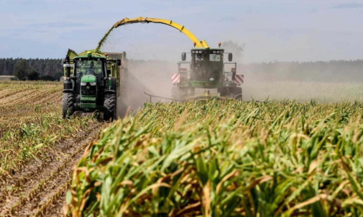 Uso de la biotecnología promete la reducción del uso de fertilizantes en el maíz