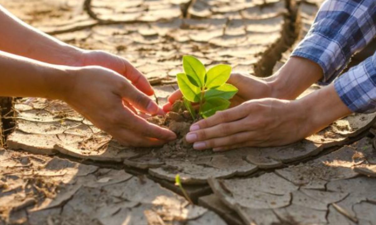 La biotecnología que promete salvar la agricultura frente al cambio climático